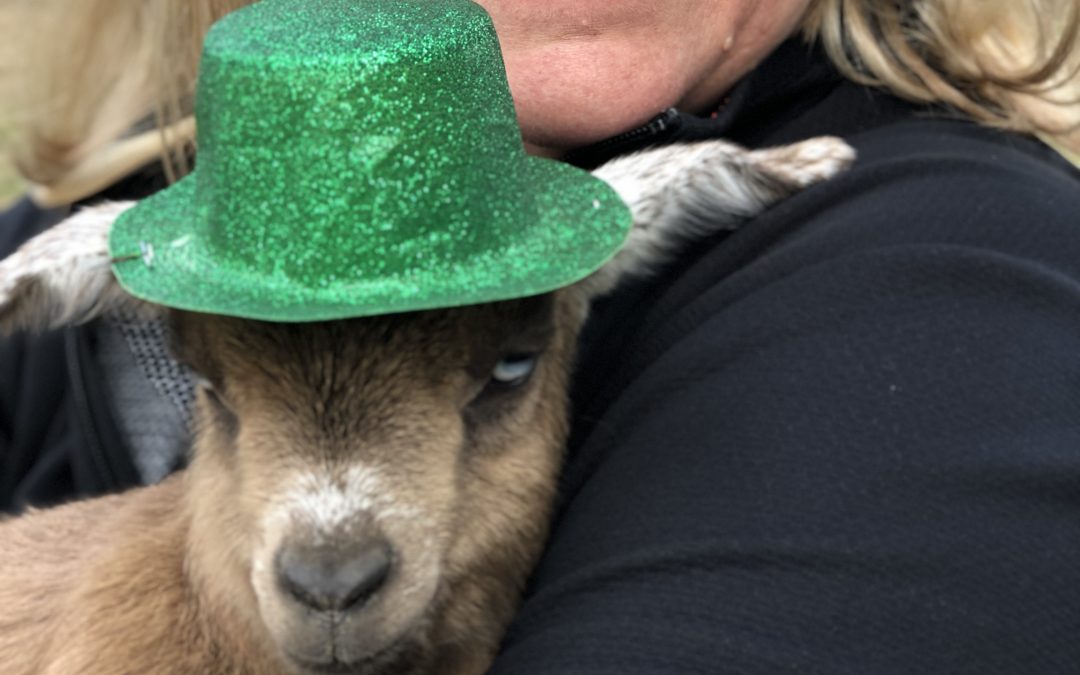 St. Patrick’s Day Goat Yoga at Back Bay Farmhouse Brewery 2019 Music Video